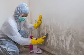 Best Mold Odor Removal Services  in Schofield, WI